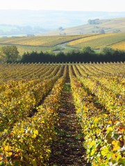 Fototapeta na wymiar Vigne en automne en Champagne (France)