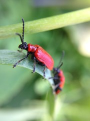 Scarlet Lily Beetles