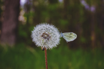 Butterfly sitting on a fluffy dandelion in spring