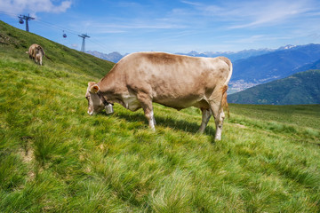Glückliche Kuh auf Schweizer Alm