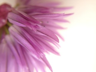 Close up of chive flowers