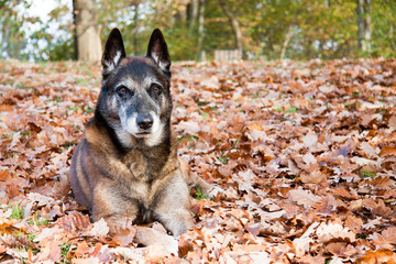 Malinois sur lit de feuilles. Berger belge en automne.