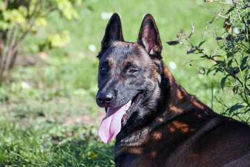 Chien, malinois en portrait.