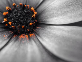 Cape daisy flower colour popped