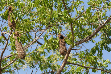 Cacique cul-rouge à la sortie de son nid pendulaire, Guyane française