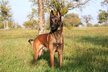 Malinois, belgian shepherd in close up.