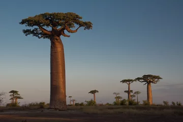 Foto op Canvas Zonsondergang op de baobabs, Madagaskar © BIScalise