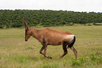 Antilope Safari Sud Africa