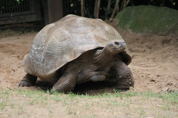Obraz premium Tortoise Walking