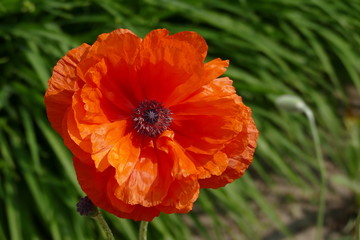 Einzelne Mohnblüte in der Sonne in Nahaufnahme