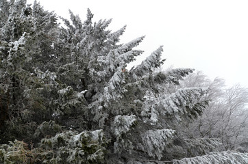 schneebedeckte Tannenbäume
