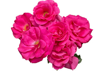 Inflorescences of pink roses on a white background