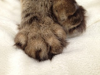 Cats paws