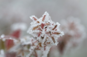Frozen leaves