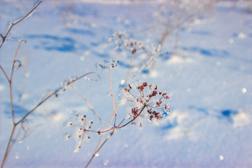frozen plant covered with white frost in winter sunny day