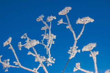 White frost on frozen grass on a background of blue sky