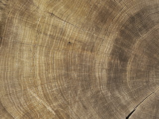 Ausschnitt einer Baumscheibe mit Jahresringen
