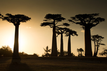 Sunset on the Baobabs, Madagascar