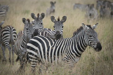 Fototapeta na wymiar Zebra Grouping, Tarangire