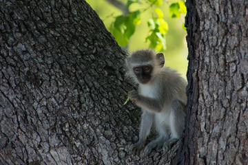 Vervet Monkey in Kruger National Park