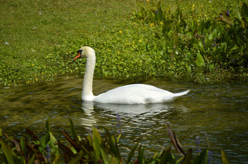 Mute Swan
