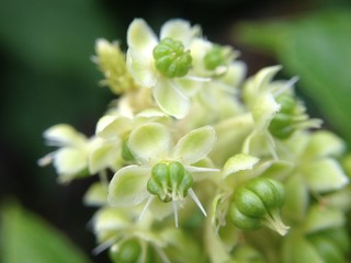 White flower blossom