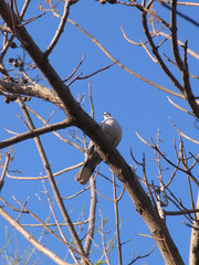 Dove Streptopelia decaocto sitting on bare tree Paulownia branch in front of blue sky, view from beneath
