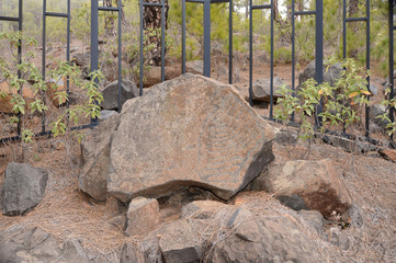 Petroglyphen am Bejenado auf La Palma