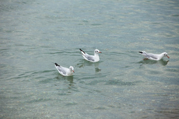 Group of seagulls floating on the sea