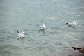 Group of seagulls floating on the sea