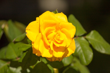 Yellow rose