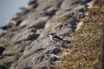ハクセキレイ ( 白鶺鴒 / Japanese Pied Wagtail )