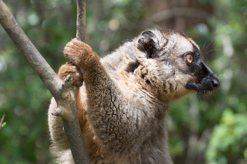 Common Brown Lemur in Madagascar