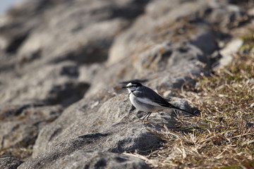ハクセキレイ ( 白鶺鴒 / Japanese Pied Wagtail )