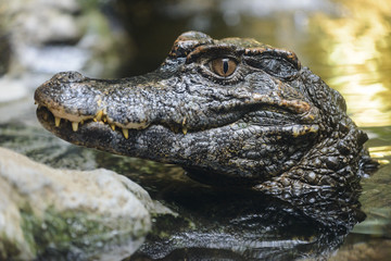 Small Caiman Crocodile