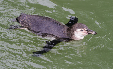 Pinguin in water