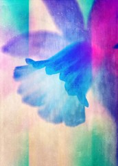 Abstract image of a daffodil