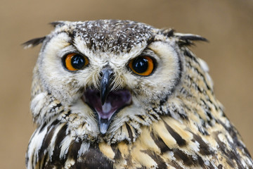 A Great Horned Owl (Bubo virginianus) looking concerned.