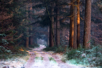 Path in winter pine forest on cold morning.