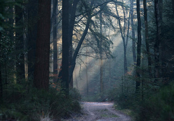 Obraz premium Misty forest with sunbeams and path.