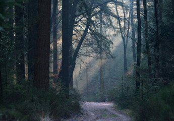 Misty forest with sunbeams and path.