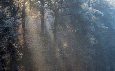 Sunbeams in misty winter forest.