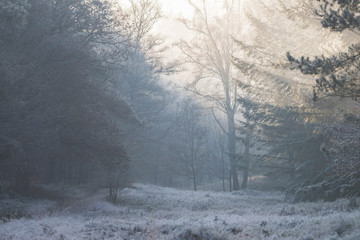 Frozen winter forest in misty morning light.