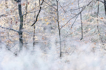 White frozen trees in forest.
