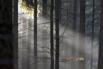 Sunbeams in misty pine forest.