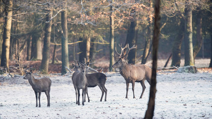 Naklejka na ściany i meble Red deer stag and hinds standing in frozen field.