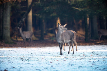 Group of red deer hinds standing on frozen field near forest.