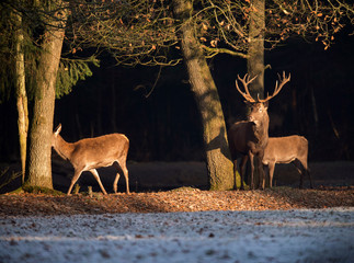 Red deer stag standing at edge of forest lit by sunlight.