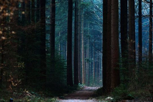 Fototapeta Path in dark pine forest.