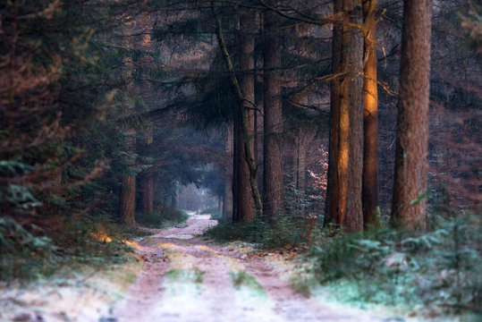 Fototapeta Path in winter pine forest on cold morning.
